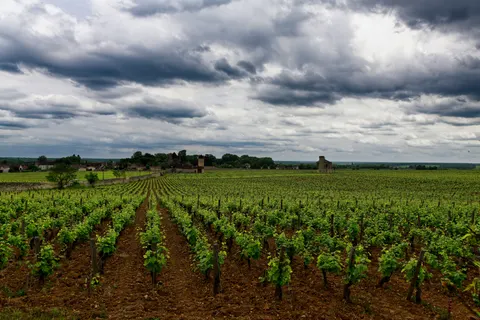 Vineyard Hills 4K Wallpaper · nature · 3840×2560