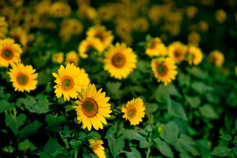 Hình nền Cánh Đồng Hoa Hướng Dương 4K · flowers · 3840×2560