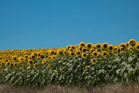 Hình nền Cánh Đồng Hoa Hướng Dương 4K · flowers · 3840×2560