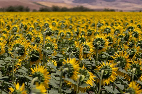 सूरजमुखी का खेत 4K वॉलपेपर · flowers · 3840×2560