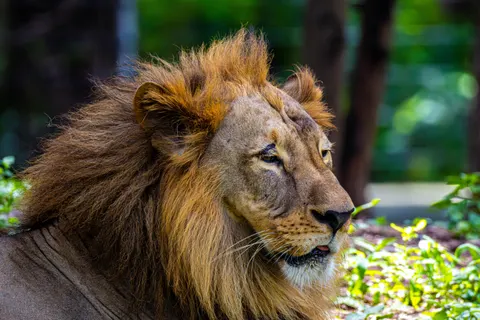 Löwe 4K Hintergrundbild · animals · 3840×2560