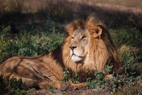 Löwe 4K Hintergrundbild · animals · 3840×2561