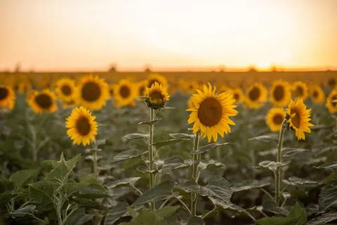 सूरजमुखी का खेत 4K वॉलपेपर · flowers · 3840×2563