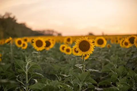 Hình nền Cánh Đồng Hoa Hướng Dương 4K · flowers · 3840×2563