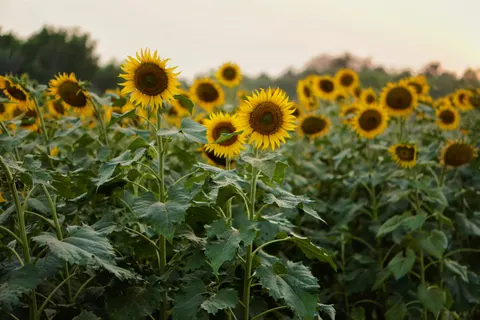 सूरजमुखी का खेत 4K वॉलपेपर · flowers · 3840×2560