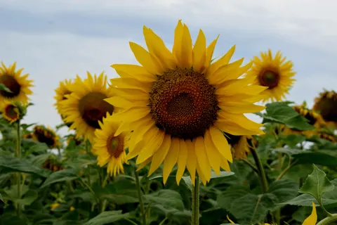 Hình nền Cánh Đồng Hoa Hướng Dương 4K · flowers · 3840×2560