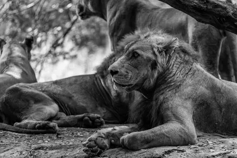 Löwe 4K Hintergrundbild · animals · 3840×2560