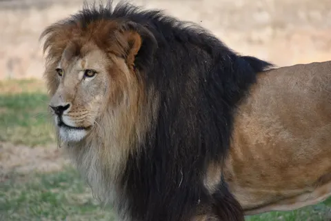 Löwe 4K Hintergrundbild · animals · 3840×2560