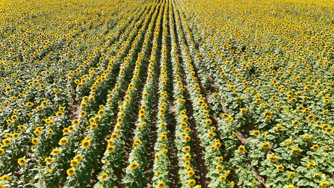 सूरजमुखी का खेत 4K वॉलपेपर · flowers · 3840×2160