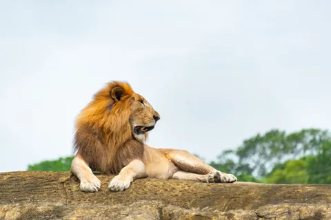Löwe 4K Hintergrundbild · animals · 3840×2563