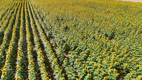 सूरजमुखी का खेत 4K वॉलपेपर · flowers · 3840×2160