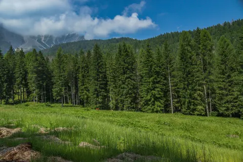 Sfondo Pineta 4K · nature · 3840×2560