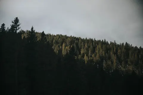 Dennenbos 4K-achtergrond · nature · 3840×2560
