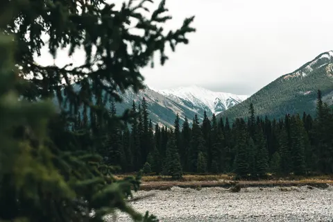 Hình nền Rừng thông 4K · nature · 3840×2561