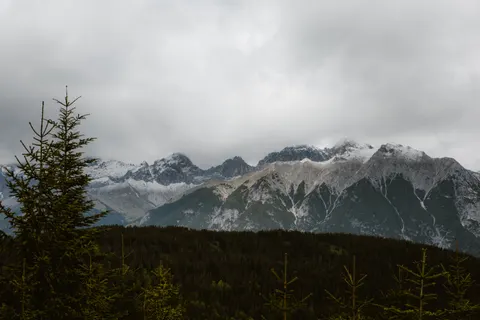 Fond d'écran Forêt de pins 4K · nature · 3840×2560