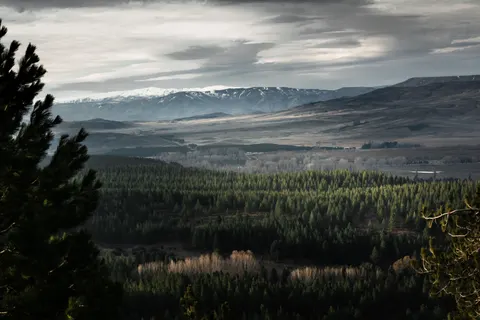 Dennenbos 4K-achtergrond · nature · 3840×2560