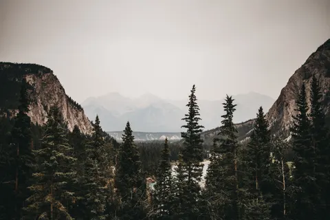 Sfondo Pineta 4K · nature · 3840×2560