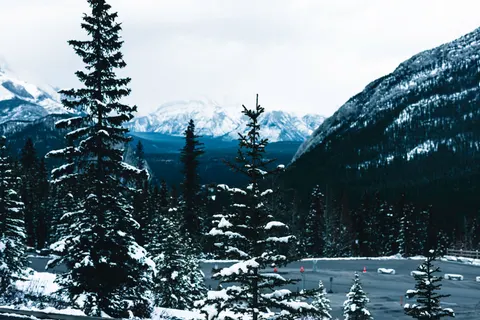 والپیپر جنگل کاج با کیفیت 4K · nature · 3840×2561