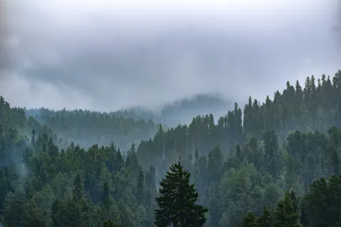 Hình nền Rừng thông 4K · nature · 3840×2560