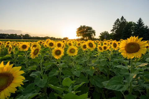सूरजमुखी का खेत 4K वॉलपेपर · flowers · 3840×2560