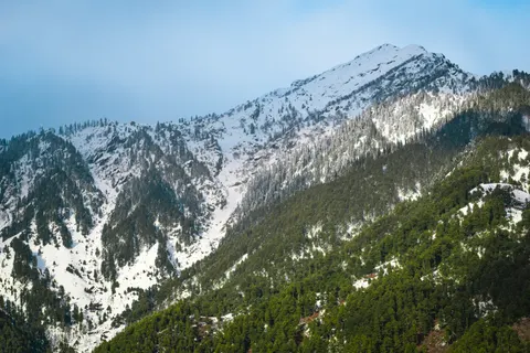 Hình nền Rừng thông 4K · nature · 3840×2560