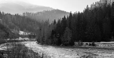 Tapeta Las sosnowy 4K · nature · 3840×1966