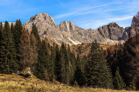 Tapeta Las sosnowy 4K · nature · 3840×2560