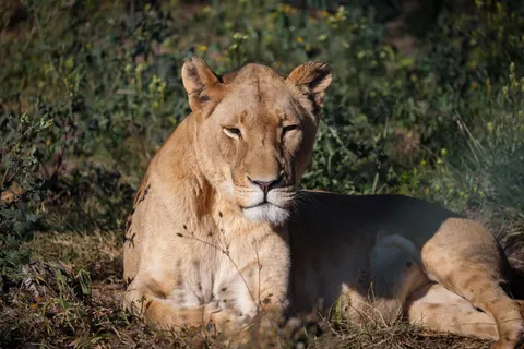Sfondo Leone 4K · animals · 3840×2561
