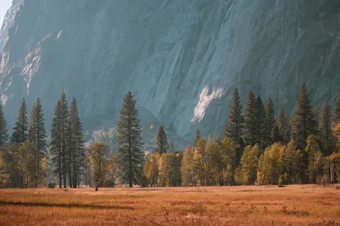 Tapeta Las sosnowy 4K · nature · 3840×2561
