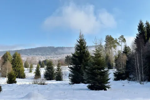 Tapeta Las sosnowy 4K · nature · 3840×2560