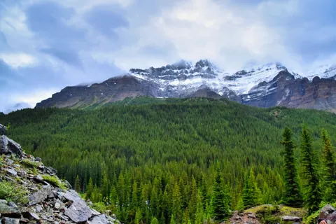 चीड़ का जंगल 4K वॉलपेपर · nature · 3840×2560