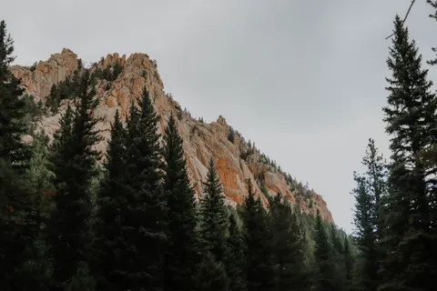चीड़ का जंगल 4K वॉलपेपर · nature · 3840×2560