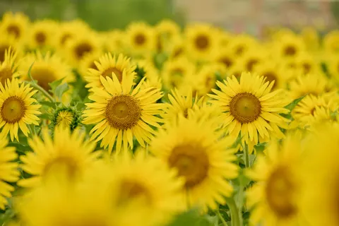 Hình nền Cánh Đồng Hoa Hướng Dương 4K · flowers · 3840×2560