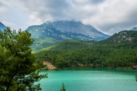 Hình nền Rừng thông 4K · nature · 3840×2560