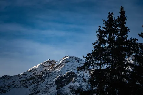 والپیپر جنگل کاج با کیفیت 4K · nature · 3840×2560