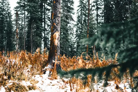 Sfondo Pineta 4K · nature · 3840×2561