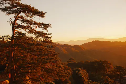 소나무 숲 4K 배경화면 · nature · 3840×2560