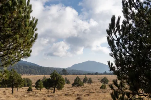 والپیپر جنگل کاج با کیفیت 4K · nature · 3840×2560