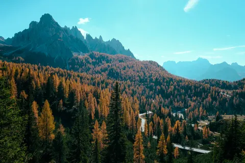 चीड़ का जंगल 4K वॉलपेपर · nature · 3840×2560