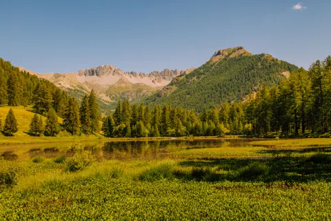 Kiefernwald 4K Hintergrundbild · nature · 3840×2560