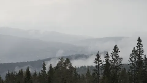 Fond d'écran Forêt de pins 4K · nature · 3840×2160