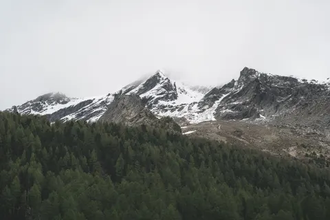 Sfondo Pineta 4K · nature · 3840×2560