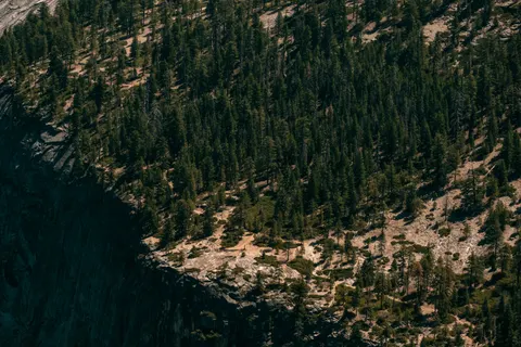 Sfondo Pineta 4K · nature · 3840×2560