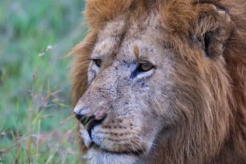 Löwe 4K Hintergrundbild · animals · 3840×2560