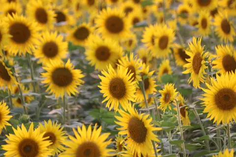 Hình nền Cánh Đồng Hoa Hướng Dương 4K · flowers · 3840×2560