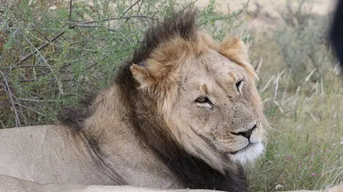 Aslan 4K Duvar Kağıdı · animals · 3840×2160