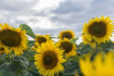 Hình nền Cánh Đồng Hoa Hướng Dương 4K · flowers · 3840×2563