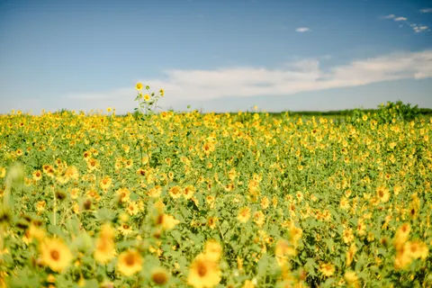 सूरजमुखी का खेत 4K वॉलपेपर · flowers · 3840×2560