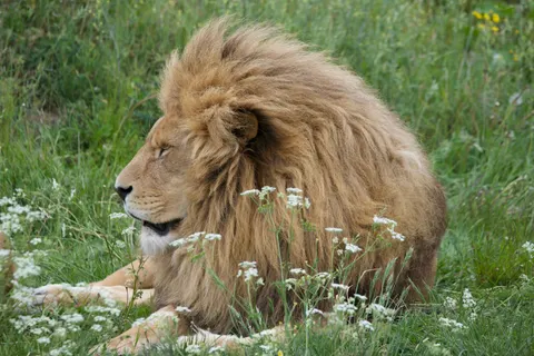Aslan 4K Duvar Kağıdı · animals · 3840×2563