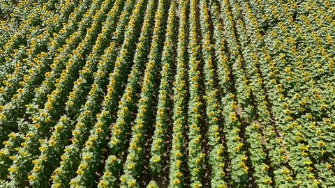 Hình nền Cánh Đồng Hoa Hướng Dương 4K · flowers · 3840×2160